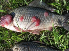 У рибоохоронному патрулі розповіли про найбільш поширені захворювання риб (ФОТО)