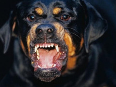 Мешканку Боярки підозрюють у використанні бійцівського пса задля пограбування (ВІДЕО)