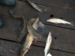 На Кагарличчині чоловік у 4 рази перевищив добову норму вилову риби