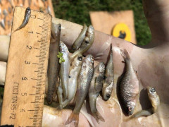 На Макарівщині масово гине риба (ФОТО)