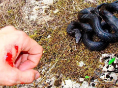 На Бориспільщині отруйна змія вкусила дитину