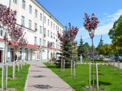 У Переяславі розквітли сакури