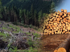 За незаконну вирубку лісу на Київщині судитимуть сімох осіб