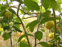 У селі на Броварщині вивели новий сорт лимонів
