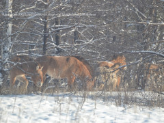 Як у Чорнобильському заповіднику тварини пережили зиму (ФОТО)