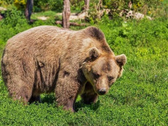 У Чорнобильській зоні помітили диких ведмедів (ВІДЕО)