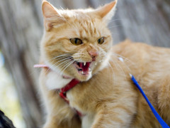 В Ірпені  знову зафіксували випадок сказу в тварини