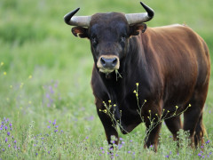 На Бориспільщині бик забив жителя сусідньої області