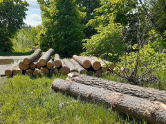 На Бучанщині попри "сезон тиші" зловмисники рубають дерева (ФОТО)