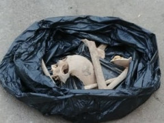 У центрі Білої Церкви знайшли останки людей (ФОТО, ВІДЕО)