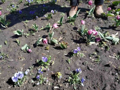 У Броварах вандали знищили "Алею кохання" (ФОТО)