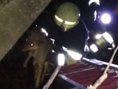 У Баришівці рятувальники витягнули з каналізації собаку