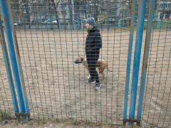 У Броварах бійцівська собака покусала дитину на спортивному майданчику (ФОТО)