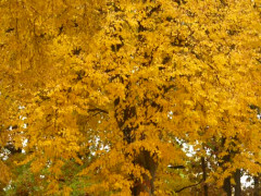 Погода на Київщині 22 жовтня