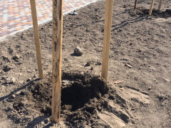 У Вишневому вночі невідомі викопали вісім дерев (ФОТО) 