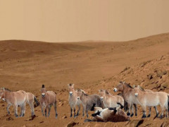 Фото дня: чорнобильські коні Пржевальського "побували" на Марсі (ФОТО)