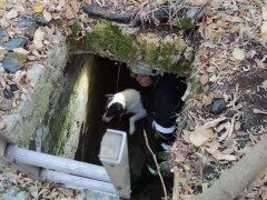 У Березані рятувальники витягли пса із пастки (ВІДЕО)