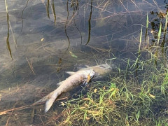 У Гостомелі в озері масово гине риба (ВІДЕО)