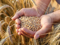 Пшениця, горох та ячмінь: на Київщині активно триває збір врожаю