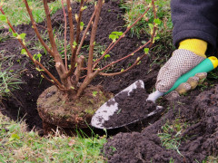 В Ірпені посадили дерева за німецькою технологією (ВІДЕО)
