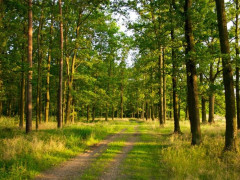 На Київщині державі повернули 4 га земель лісового фонду