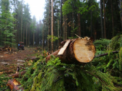 На Переяславщині нарубали лісу на понад пів мільйона гривень