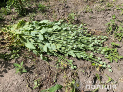 На Київщині поліцейські вилучили близько 700 кущів наркозілля (ФОТО)