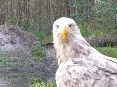 Науковці показали унікальні кадри з життя диких птахів у Чорнобилі