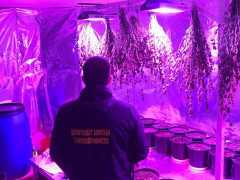 На Бучанщині чоловік вирощував коноплю у власному підвалі  (ФОТО, ВІДЕО)