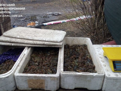 На Київщині рибпатруль виявив незаконні точки збуту раків (ФОТО)