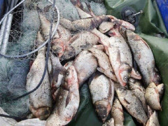 Поблизу Бабинців патрульні спіймали рибного браконьєра (ФОТО)