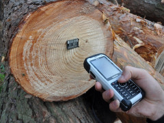 На Київщині впровадили електронний облік деревини 