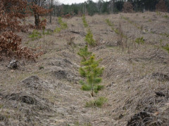 На території Студениківської громади висаджують дерева (ФОТО)