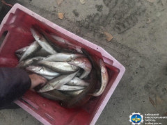 На Вишгородщині браконьєри наловили судака на 18 тисяч гривень (ФОТО)