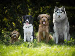 У Бучі відбудеться масштабна виставка собак усіх порід