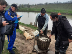 У Фастівське водосховище випустили понад 7 тон риби (ФОТО)