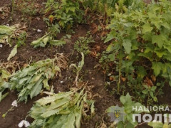 У жительки Володарського району виявили незаконні посіви снотворного маку (ФОТО)