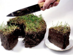 "Джунглі" від Кудрика: як у Борщагівській ОТГ дерибанять "золоту" землю