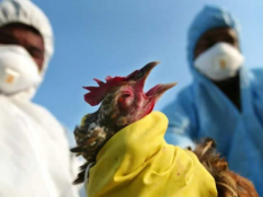 На Бучанщині зафіксували спалах пташиного грипу