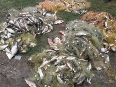 На Обухівщині у браконьєрські сітки потрапило понад 200 кг риби (ФОТО)