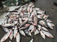 За місяць браконьєри з вод Київщини витягнули 800 кг риби  