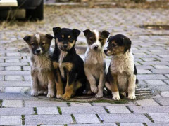 У Білій Церкві проведуть стерилізацію безпритульних собак