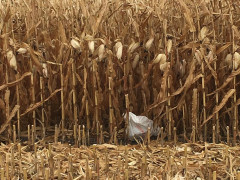 У Миронівському районі крадіями кукурудзи виявилася сімейна пара