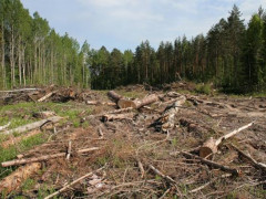 Прокуратура довела причетність чиновників Васильківської РДА до незаконної видачі землі