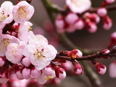 Уряд визначив перелік робочих та святкових днів у травні