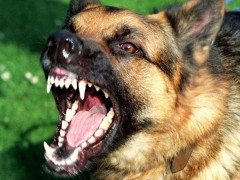 У Києво-Святошинському районі проведуть вакцинацію тварин