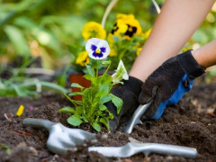  В Українці дбають про благоустрій клумб і зелених зон (ФОТО)