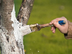 В Українці перестануть білити дерева та бордюри