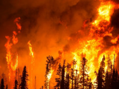 На Київщині за місяць сталося понад 800 пожеж