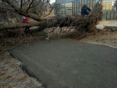 У Бучі дерево впало на вхід підземного переходу (ФОТО)